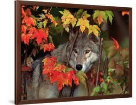 Gray Wolf Peeking Through Leaves-Lynn M^ Stone-Framed Photographic Print