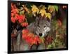 Gray Wolf Peeking Through Leaves-Lynn M^ Stone-Framed Photographic Print