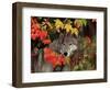 Gray Wolf Peeking Through Leaves-Lynn M^ Stone-Framed Photographic Print