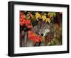 Gray Wolf Peeking Through Leaves-Lynn M^ Stone-Framed Photographic Print