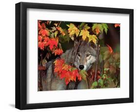 Gray Wolf Peeking Through Leaves-Lynn M^ Stone-Framed Photographic Print