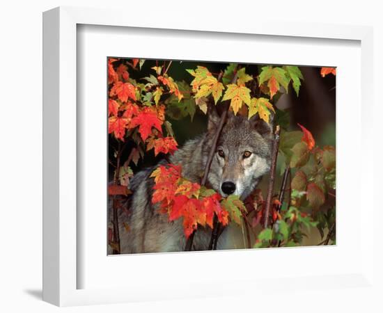 Gray Wolf Peeking Through Leaves-Lynn M^ Stone-Framed Photographic Print