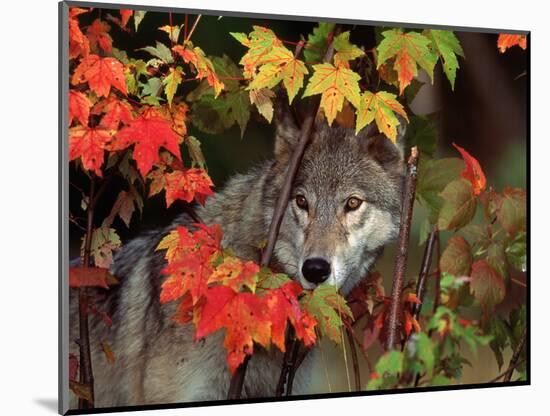 Gray Wolf Peeking Through Leaves-Lynn M^ Stone-Mounted Photographic Print