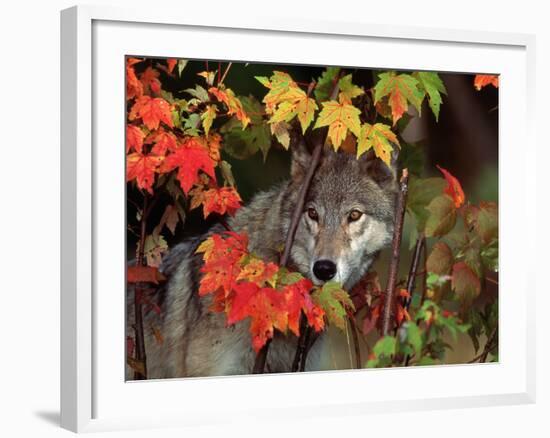 Gray Wolf Peeking Through Leaves-Lynn M^ Stone-Framed Photographic Print