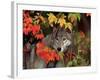 Gray Wolf Peeking Through Leaves-Lynn M^ Stone-Framed Photographic Print