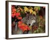 Gray Wolf Peeking Through Leaves-Lynn M^ Stone-Framed Photographic Print