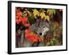 Gray Wolf Peeking Through Leaves-Lynn M^ Stone-Framed Photographic Print