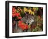 Gray Wolf Peeking Through Leaves-Lynn M^ Stone-Framed Photographic Print