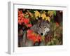 Gray Wolf Peeking Through Leaves-Lynn M^ Stone-Framed Photographic Print