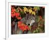 Gray Wolf Peeking Through Leaves-Lynn M^ Stone-Framed Photographic Print