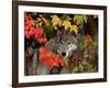 Gray Wolf Peeking Through Leaves-Lynn M^ Stone-Framed Photographic Print