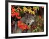 Gray Wolf Peeking Through Leaves-Lynn M^ Stone-Framed Photographic Print