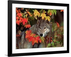 Gray Wolf Peeking Through Leaves-Lynn M^ Stone-Framed Photographic Print