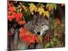 Gray Wolf Peeking Through Leaves-Lynn M^ Stone-Mounted Photographic Print