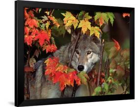 Gray Wolf Peeking Through Leaves-Lynn M^ Stone-Framed Photographic Print