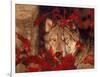 Gray Wolf Peeking Through Leaves-Lynn M^ Stone-Framed Photographic Print