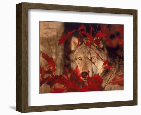 Gray Wolf Peeking Through Leaves-Lynn M^ Stone-Framed Photographic Print