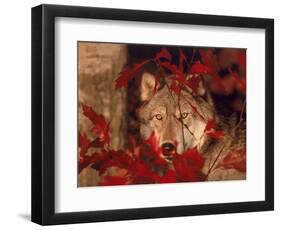 Gray Wolf Peeking Through Leaves-Lynn M^ Stone-Framed Photographic Print