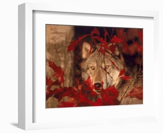 Gray Wolf Peeking Through Leaves-Lynn M^ Stone-Framed Photographic Print