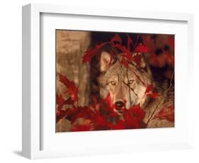 Gray Wolf Peeking Through Leaves-Lynn M^ Stone-Framed Photographic Print