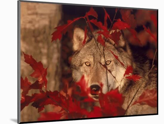 Gray Wolf Peeking Through Leaves-Lynn M^ Stone-Mounted Photographic Print