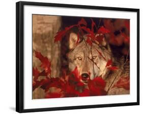 Gray Wolf Peeking Through Leaves-Lynn M^ Stone-Framed Photographic Print