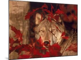 Gray Wolf Peeking Through Leaves-Lynn M^ Stone-Mounted Photographic Print