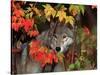 Gray Wolf Peeking Through Leaves-Lynn M^ Stone-Stretched Canvas