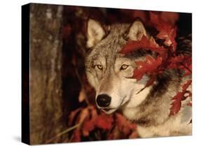 Gray Wolf Peeks Through Leaves, Canis Lupus-Lynn M^ Stone-Stretched Canvas