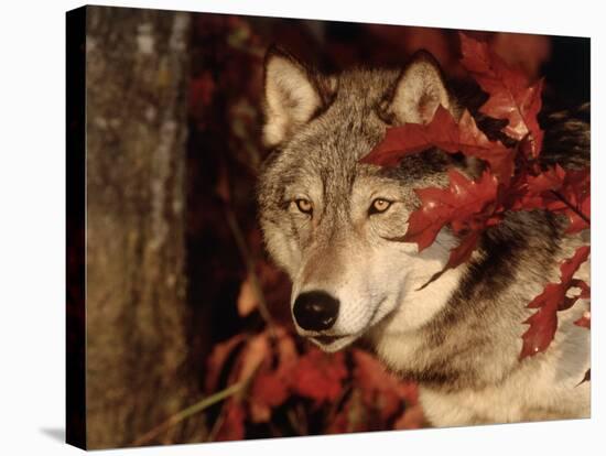 Gray Wolf Peeks Through Leaves, Canis Lupus-Lynn M^ Stone-Stretched Canvas