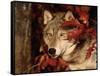 Gray Wolf Peeks Through Leaves, Canis Lupus-Lynn M^ Stone-Framed Stretched Canvas