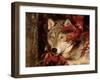 Gray Wolf Peeks Through Leaves, Canis Lupus-Lynn M^ Stone-Framed Premium Photographic Print