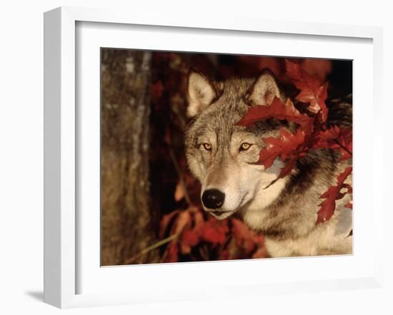 Gray Wolf Peeks Through Leaves, Canis Lupus-Lynn M^ Stone-Framed Premium Photographic Print