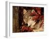 Gray Wolf Peeks Through Leaves, Canis Lupus-Lynn M^ Stone-Framed Premium Photographic Print