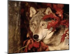 Gray Wolf Peeks Through Leaves, Canis Lupus-Lynn M^ Stone-Mounted Premium Photographic Print