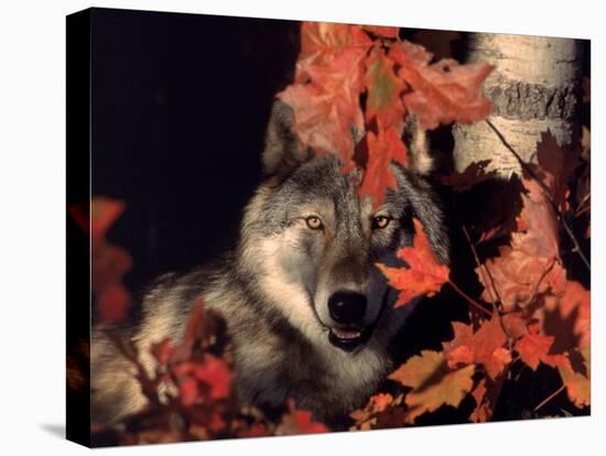 Gray Wolf Peeks Through Leaves, Canis Lupus-Lynn M^ Stone-Stretched Canvas