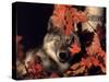 Gray Wolf Peeks Through Leaves, Canis Lupus-Lynn M^ Stone-Stretched Canvas