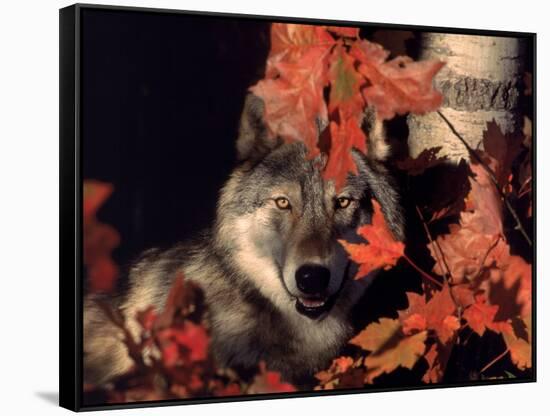 Gray Wolf Peeks Through Leaves, Canis Lupus-Lynn M^ Stone-Framed Stretched Canvas