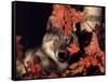 Gray Wolf Peeks Through Leaves, Canis Lupus-Lynn M^ Stone-Framed Stretched Canvas