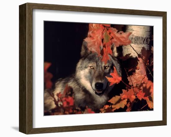 Gray Wolf Peeks Through Leaves, Canis Lupus-Lynn M^ Stone-Framed Premium Photographic Print