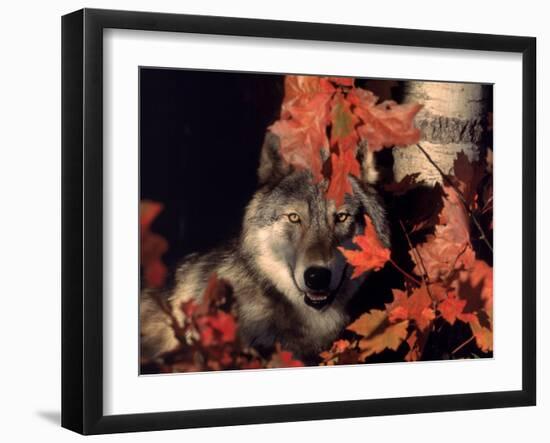 Gray Wolf Peeks Through Leaves, Canis Lupus-Lynn M^ Stone-Framed Premium Photographic Print