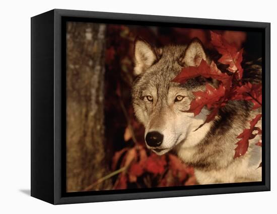 Gray Wolf Peeks Through Leaves, Canis Lupus-Lynn M^ Stone-Framed Stretched Canvas