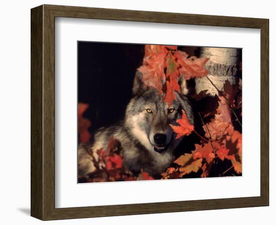 Gray Wolf Peeks Through Leaves, Canis Lupus-Lynn M^ Stone-Framed Photographic Print