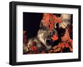 Gray Wolf Peeks Through Leaves, Canis Lupus-Lynn M^ Stone-Framed Photographic Print