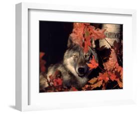 Gray Wolf Peeks Through Leaves, Canis Lupus-Lynn M^ Stone-Framed Photographic Print