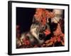 Gray Wolf Peeks Through Leaves, Canis Lupus-Lynn M^ Stone-Framed Photographic Print