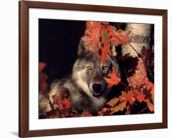 Gray Wolf Peeks Through Leaves, Canis Lupus-Lynn M^ Stone-Framed Photographic Print