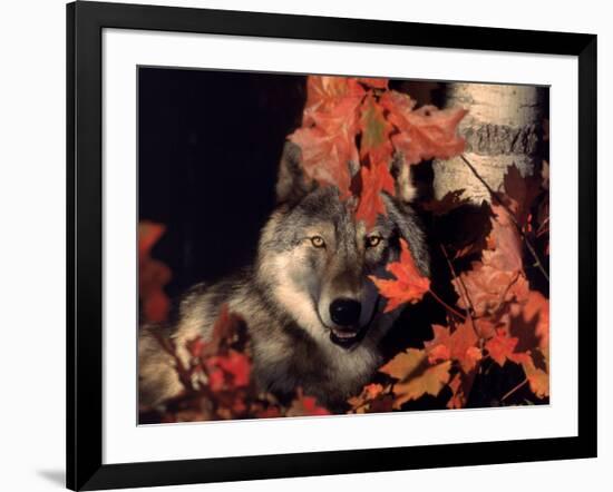 Gray Wolf Peeks Through Leaves, Canis Lupus-Lynn M^ Stone-Framed Photographic Print