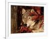 Gray Wolf Peeks Through Leaves, Canis Lupus-Lynn M^ Stone-Framed Photographic Print