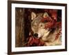 Gray Wolf Peeks Through Leaves, Canis Lupus-Lynn M^ Stone-Framed Photographic Print